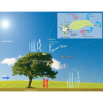 Árboles nanotecnológicos