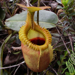 Nepenthes