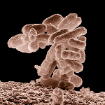 E_coli