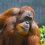 Orangután de Sumatra