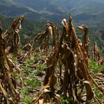 Cultivos cereales calentamiento global