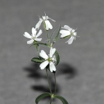 Flor Silene Stenophylla