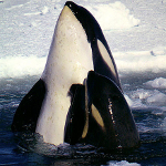 Orcas