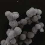 ARN pequeña esponja