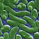 Bacteria eukariotes