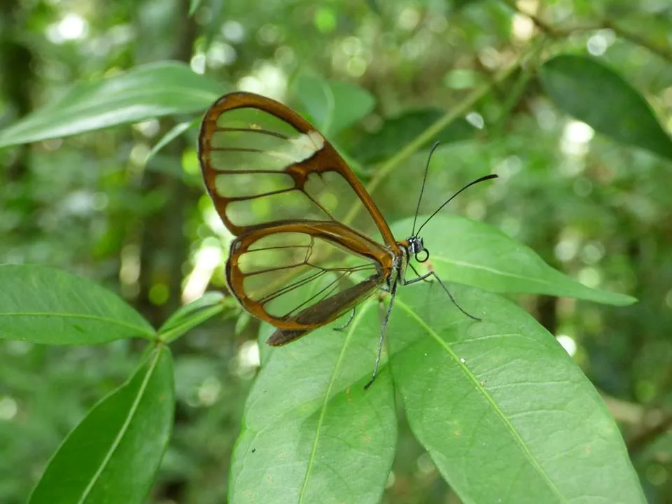 Mariposa Cristal