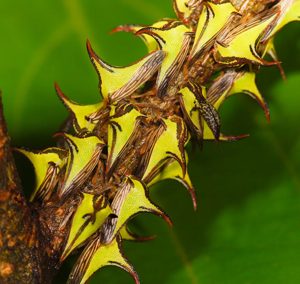 By Marshal Hedin from San Diego - Umbonia crassicornis (F Membracidae)Uploaded by Jacopo Werther, CC BY 2.0, https://commons.wikimedia.org/w/index.php?curid=24866505